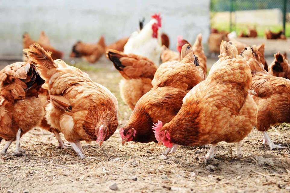 Poultry And Livestock IBIC Holdings